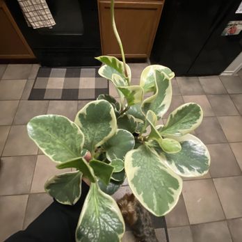 Plant Shoppe - Peperomia - Nurseries & Gardening Near Me - San Antonio, Texas Plant Shoppe - Peperomia - Nurseries & Gardening Near Me - San Antonio, Texas