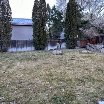 Monjas Landscaping - Tree - Landscaping Near Me - Reno, Nevada