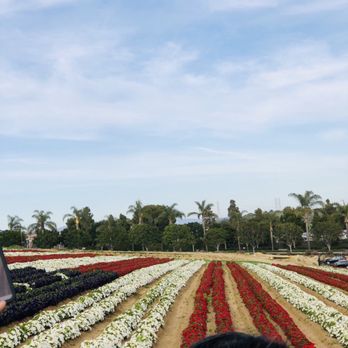 The Flower Fields - Red, white & blue...American Flag. Keep watching... - Venues & Event Spaces Near Me - Carlsbad, California The Flower Fields - Red, white & blue...American Flag. Keep watching... - Venues & Event Spaces Near Me - Carlsbad, California