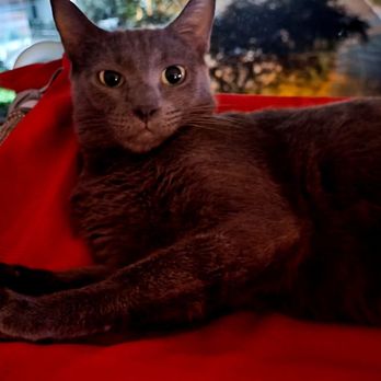 Styleash Paws Mobile Pet Grooming - Pet Groomers Near Me Styleash Paws Mobile Pet Grooming - Pet Groomers Near Me