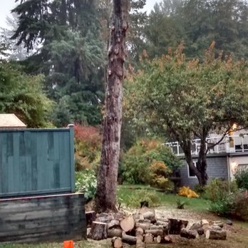 Hoff Tree Services - Finish Removal of a 110 foot SPruce Tree - Tree Services Near Me