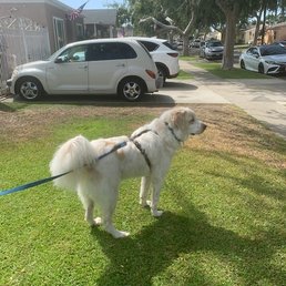 Otis, our handsome boy, after his luxurious spa day!! Otis, our handsome boy, after his luxurious spa day!!