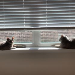 Blinds By Jason