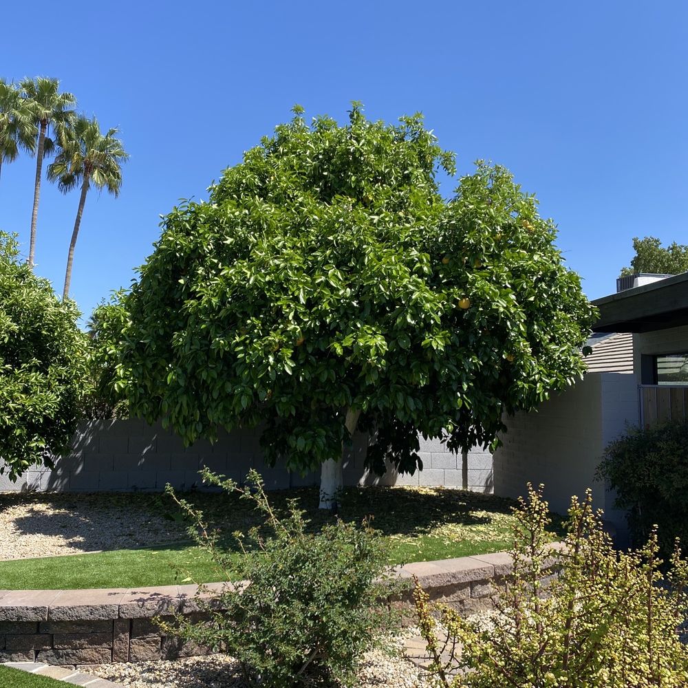 Geronimo Pacheco Landscaping - Grapefruit before - Landscaping Near Me