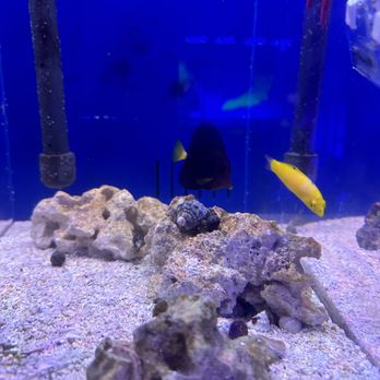 Submerged Aquatics LLC - Purple tang and Coris wrasse - Aquarium Services Near Me - Folkston, Georgia Submerged Aquatics LLC - Purple tang and Coris wrasse - Aquarium Services Near Me - Folkston, Georgia