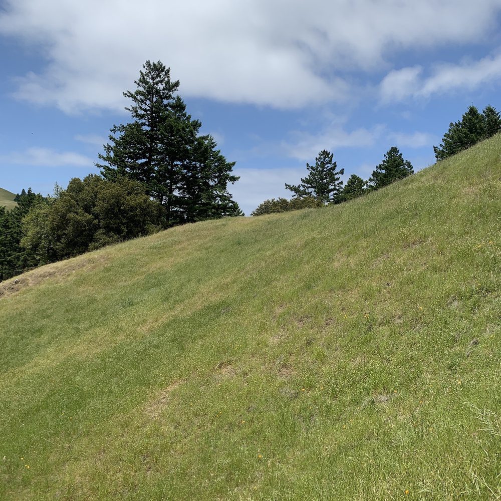 Bon Tempe Lake - Hike lead me to grassing meadows. - Hiking Near Me - Fairfax, California
