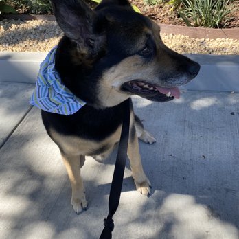 Barkin Groomers - Pet Groomers Near Me - Los Angeles, California