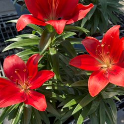 Casaplanta Garden Center - Asiatic Lilies.