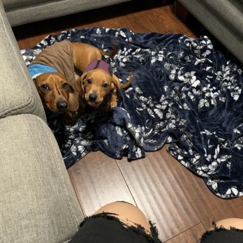 Echo Park Veterinary Hospital - My two pups - Veterinarians Near Me - Echo Park, California Echo Park Veterinary Hospital - My two pups - Veterinarians Near Me - Echo Park, California