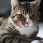 Photo of Candray Pet Care Center