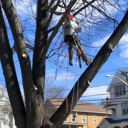 Hayes Tree Care