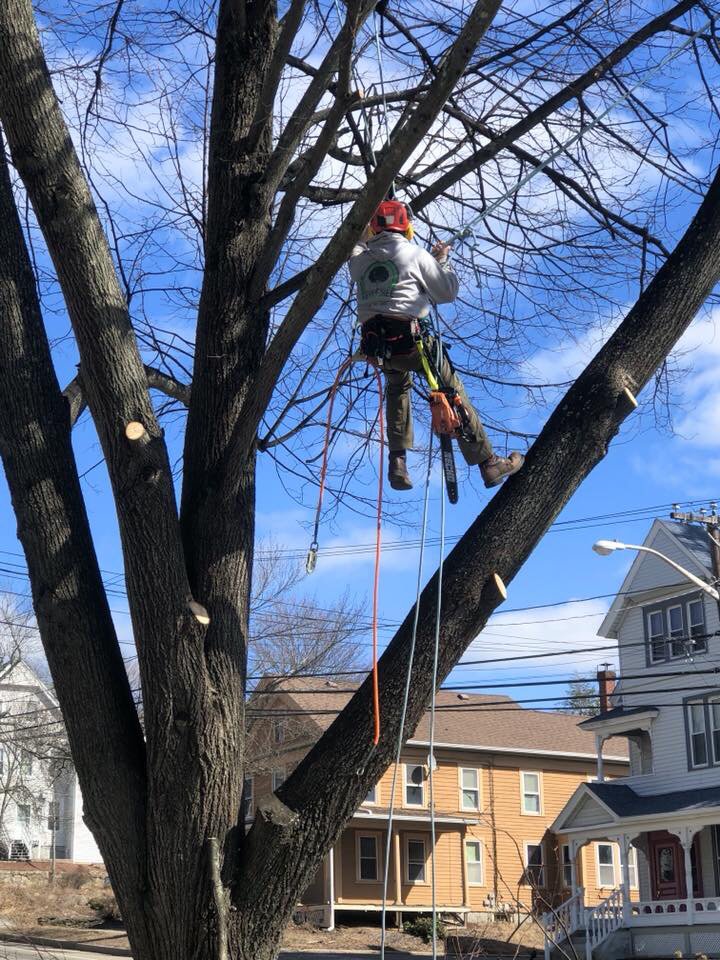Hayes Tree Care - tree service in Brookfield, MA