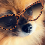 Blue Flint Animal Hospital