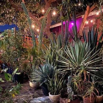 Dream Garden - a variety of potted plants - Nurseries & Gardening Near Me - Los Angeles, California Dream Garden - a variety of potted plants - Nurseries & Gardening Near Me - Los Angeles, California
