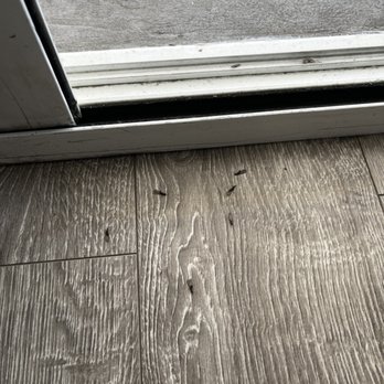 Get Ur Done Termite & Pest Control - Pest Control Near Me - Burbank, California Get Ur Done Termite & Pest Control - Pest Control Near Me - Burbank, California