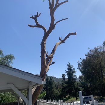 Charles Tree Service - This was the Chinese Elm which they did a great job cleaning up - Tree Services Near Me - Lemon Grove, California Charles Tree Service - This was the Chinese Elm which they did a great job cleaning up - Tree Services Near Me - Lemon Grove, California