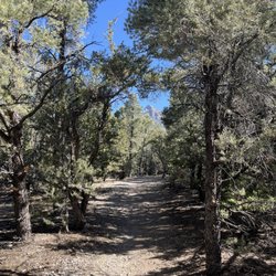 Pinyon and Juniper pines along the trail.