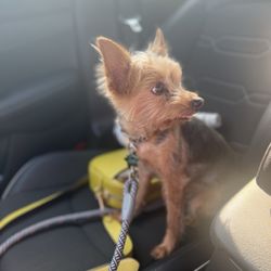 The PawPlex