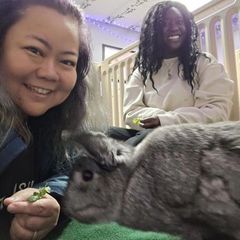 Cuddle Bunny Too - Two women are at Cuddle Bunny Too pet center, one holding a small plant and the other sitting behind a rabbit, with a rabbit enclosure in the background. - Pet Boarding Near Me - Schaumburg, Illinois