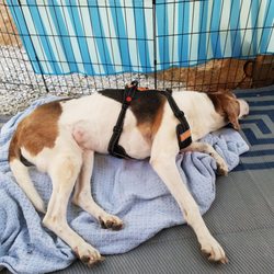 Cozy Acres Family Campground - Our dog chilling outside while we relaxed.