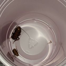 Redbird Property Management - Those are still alive, by the way. I just caught them this morning running across one of the bedrooms.