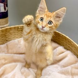 Petland Pensacola