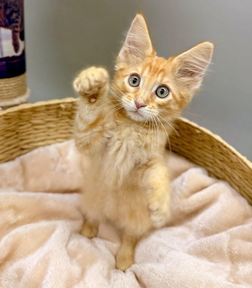 Petland Pensacola Image