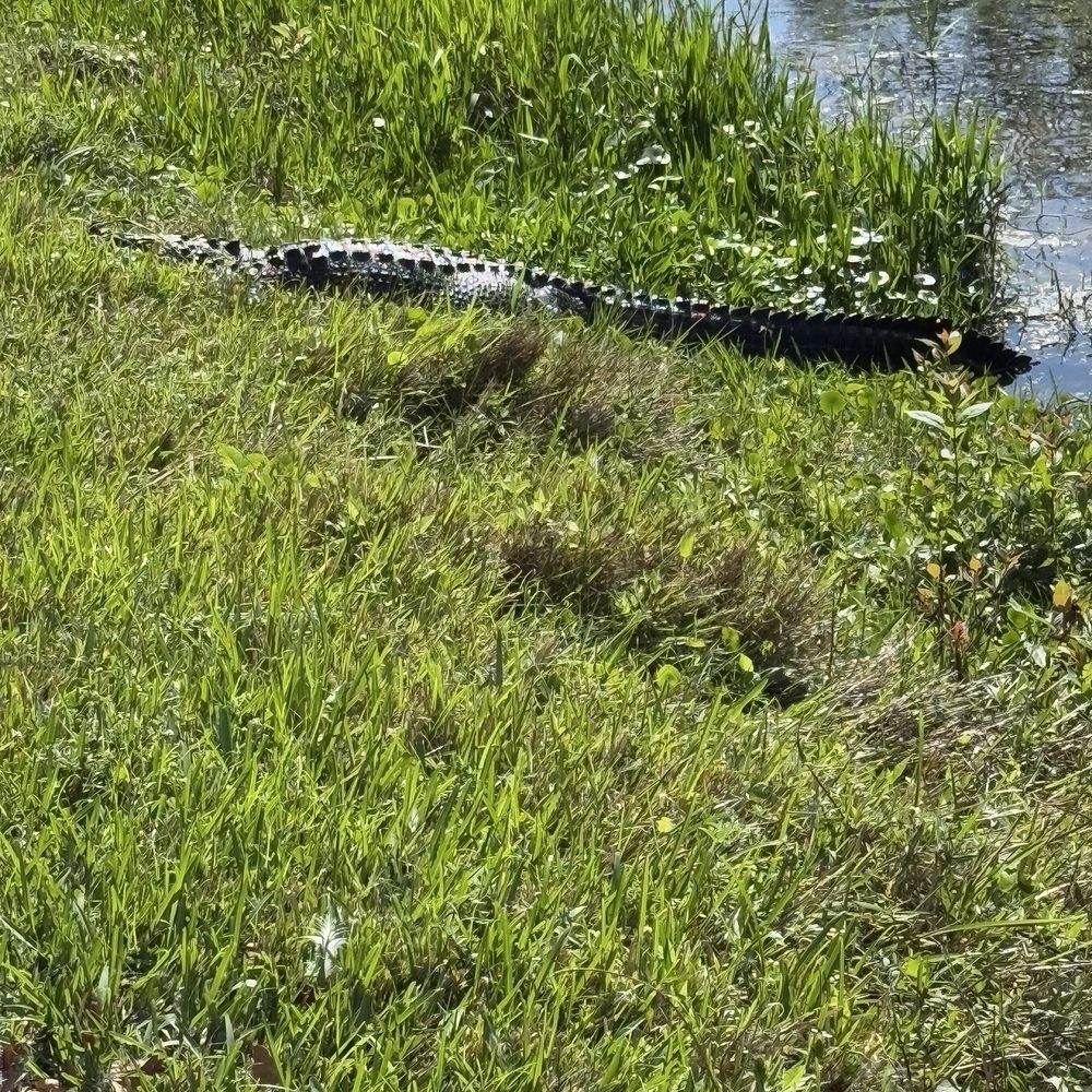 Shark Valley Tram Tours - Tours Near Me - Miami, Florida