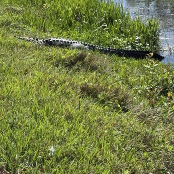 Shark Valley Tram Tours - Tours Near Me - Miami, Florida Shark Valley Tram Tours - Tours Near Me - Miami, Florida