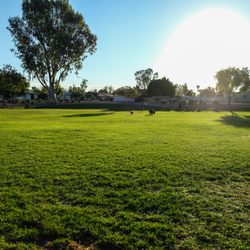 Countryside Dog Park