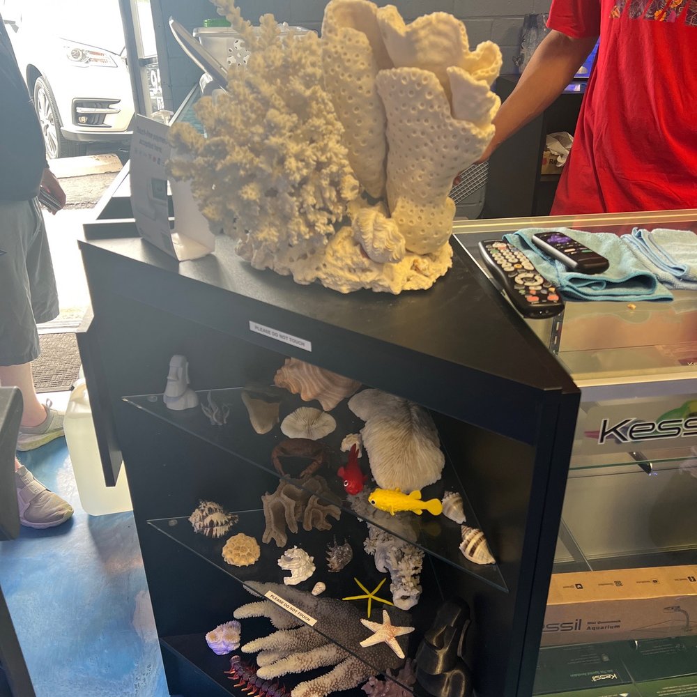 Hammer Aquatics - Aquarium Services Near Me - Menifee, California Hammer Aquatics - Aquarium Services Near Me - Menifee, California