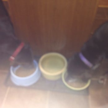 PetSmart - Here are the kids enjoying their breakfast thanks Mr. manager - Pet Training Near Me - Silver Spring, Maryland