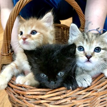 Cat Tales Rescue - Animal Shelters Near Me - Seabrook, New Hampshire