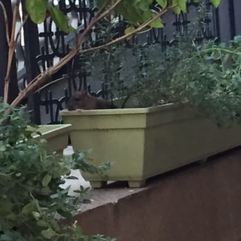 425 Mass Apartments - He may look cute, but I'm personally not a fan of rats living on my porch. Plus, he has a whole family he brings with him. - Apartments Near Me - Washington, DC, District of Columbia