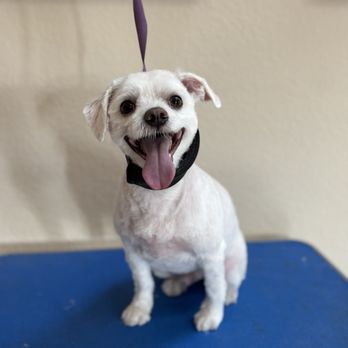 Grooming By Briana - Pet Groomers Near Me - Escondido , California Grooming By Briana - Pet Groomers Near Me - Escondido , California