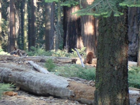 Sequoia & Kings Canyon National Parks by null Sequoia & Kings Canyon National Parks by null