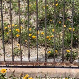 This is one of the "before" pics of my iron fence. It was miserable. This is one of the "before" pics of my iron fence. It was miserable.