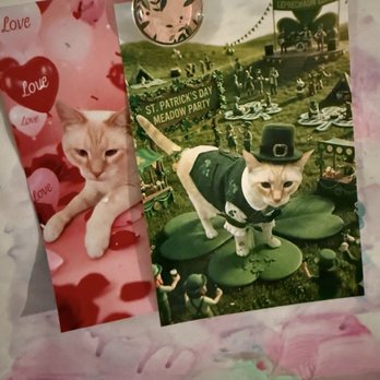 Kitty City - Cute photos the team has sent home with over holidays on previous boarding visits! - Pet Sitting Near Me - Tampa, Florida Kitty City - Cute photos the team has sent home with over holidays on previous boarding visits! - Pet Sitting Near Me - Tampa, Florida