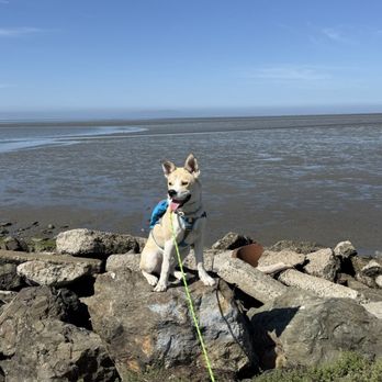 Bay Area K9 Training - Pet Training Near Me