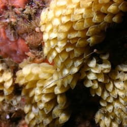 Carmel Bay State Marine Conservation Area - Credit:  Chad King