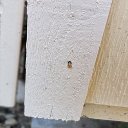 California Sheds - This is the corner. The boards are pulling away from the frame in both directions.