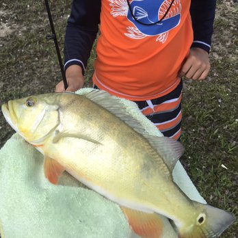 Bird Rd Bait and Tackle Shop - 1st peacock bass for my son - Fishing Near Me - Miami, Florida