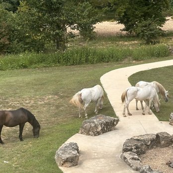 Creekside Grill - Wild horses seen from the restaurant balcony. - American Near Me - Eminence, Missouri
