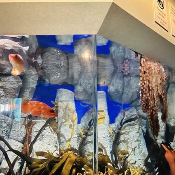 Monterey Bay Aquarium - Aquariums Near Me - Monterey, California Monterey Bay Aquarium - Aquariums Near Me - Monterey, California