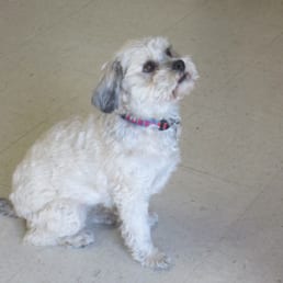 Muffin learned so many things! She is now the best dog ever!