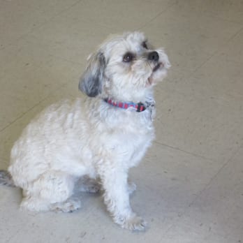 A Paw Above Dog Training - Muffin learned so many things! She is now the best dog ever! - Pet Training Near Me - Valencia, California
