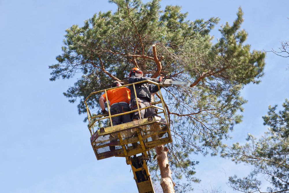 Portland Tree Guys - tree service in Portland, ME