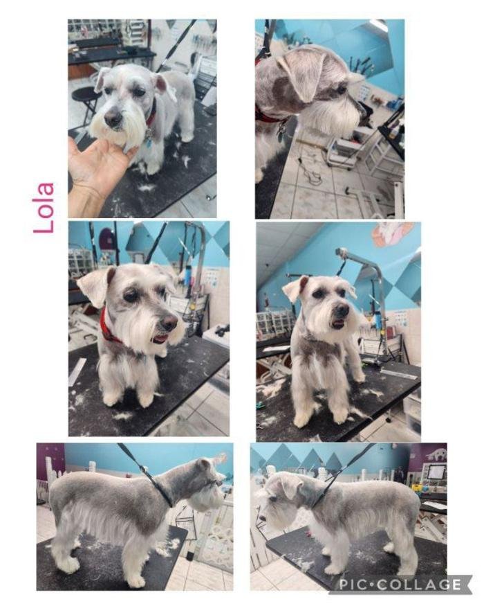 Best Friends Pet Grooming Image