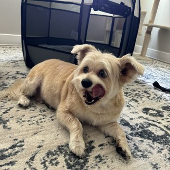 Well Groomed Pets - Pet Groomers Near Me - Las Vegas, Nevada Well Groomed Pets - Pet Groomers Near Me - Las Vegas, Nevada