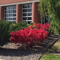 US Post Office - Beautiful bushes.